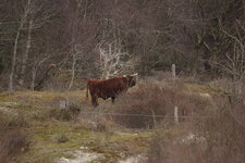 Highland cattle
