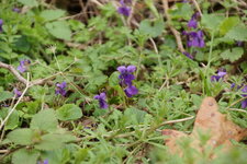 Violette odorante