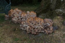 Polypore