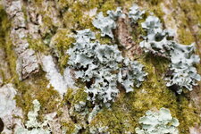 Lichen