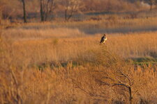 Buse variable