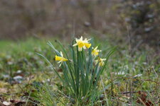 Jonquille sp.