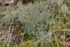 Lichen