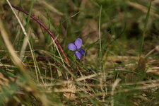 Violette odorante