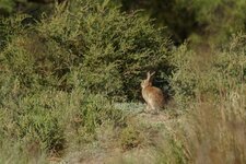 Lapin