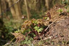 Géranium pourpre
