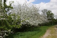 Aubépine
