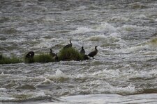 Grands cormorans