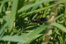 Calopteryx splendens