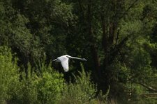 Cygne tuberculé