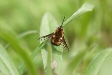 Bombylius discolor