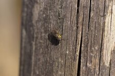 Mouche "pollinisatrice"