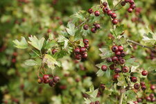 Aubépine