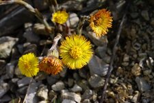 Tussilago farfara
