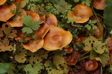 Champignons