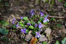Violette sp.