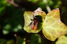 Andrena fulva - sous réserve