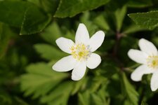 Anémone des bois