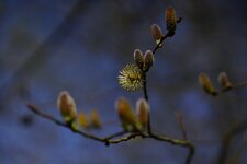 Chaton de Saule marsault