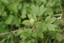 Moschatelline