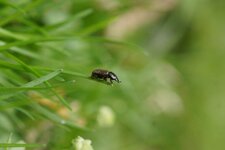 Coléoptère inconnu