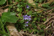 Violette odorante
