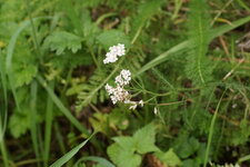 Achillée millefeuille