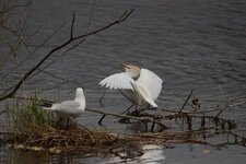 La mouette surveille jalousement son nid