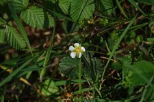 Potentille stérile - sous réserve
