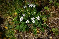 Erodium sp.