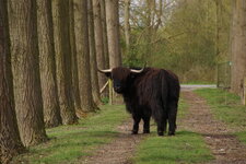 Highland cattle