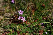 Erodium sp.