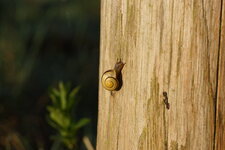 Escargot des jardins