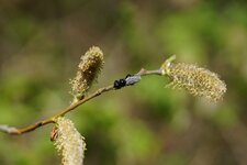 Mouche de St Marc