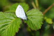 Le Petit Bleu des haies