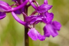 Orchis mâle