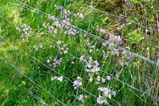 Cardamine des près