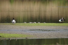 Famille Tadorne