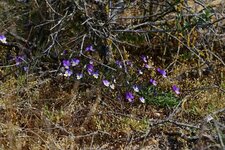 Violettes de Curtis