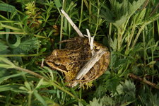 Grenouille rousse