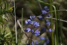 Polygala sp.