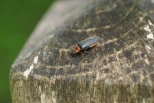 Cantharis rustica