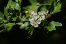 Aubépine monogyne