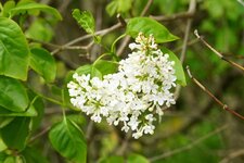 Lilas blanc