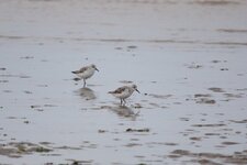 Bécasseaux sanderling