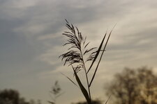 Phragmite