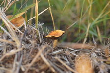 Champignon