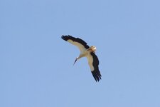 Cigogne blanche