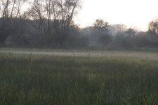 Prairie humide