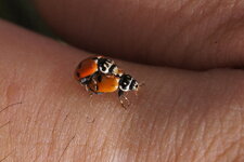 Coccinelles des friches